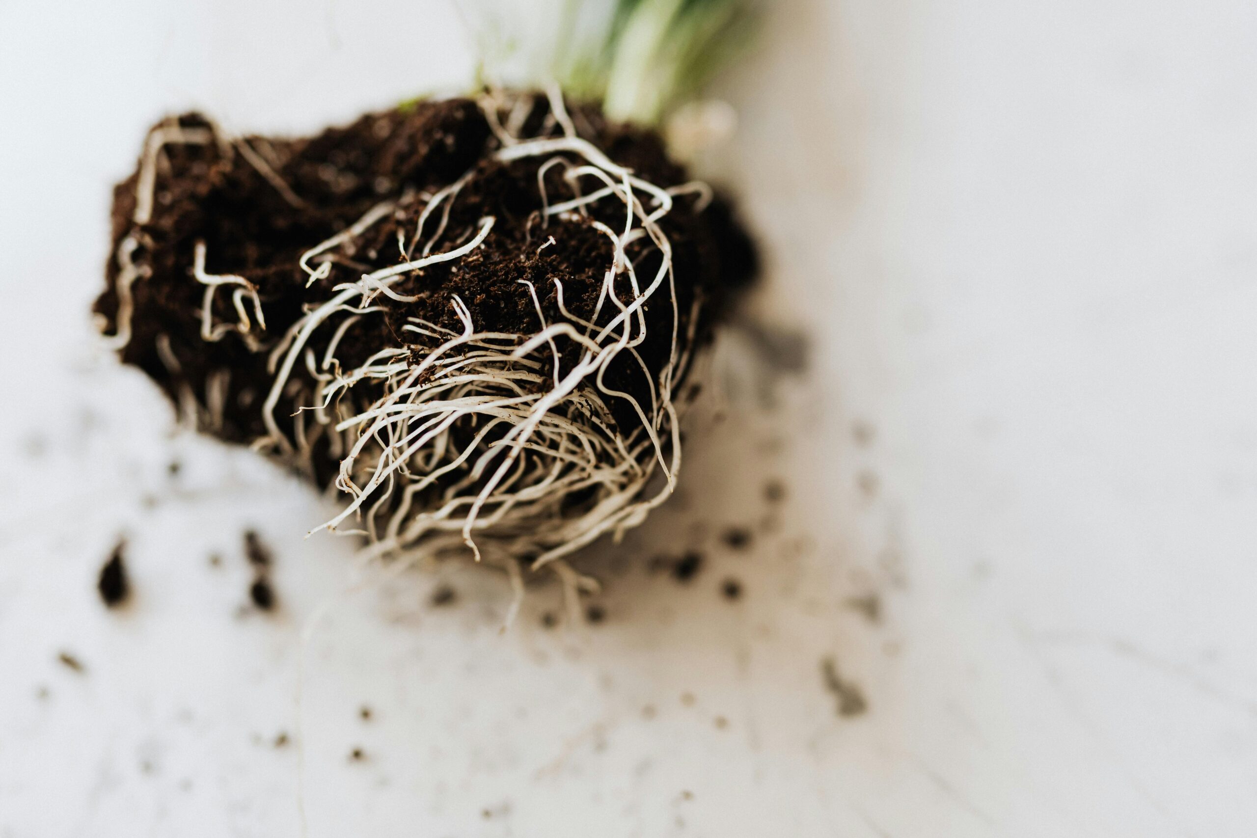 Close-up of a healthy root system and rhizosphere zone on a white laboratory surface, highlighting natural crop protection. | لقطة مقربة لنظام جذري صحي ومنطقة الريزوسفير على سطح معملي أبيض، تسلط الضوء على الحماية الحيوية للمحاصيل.