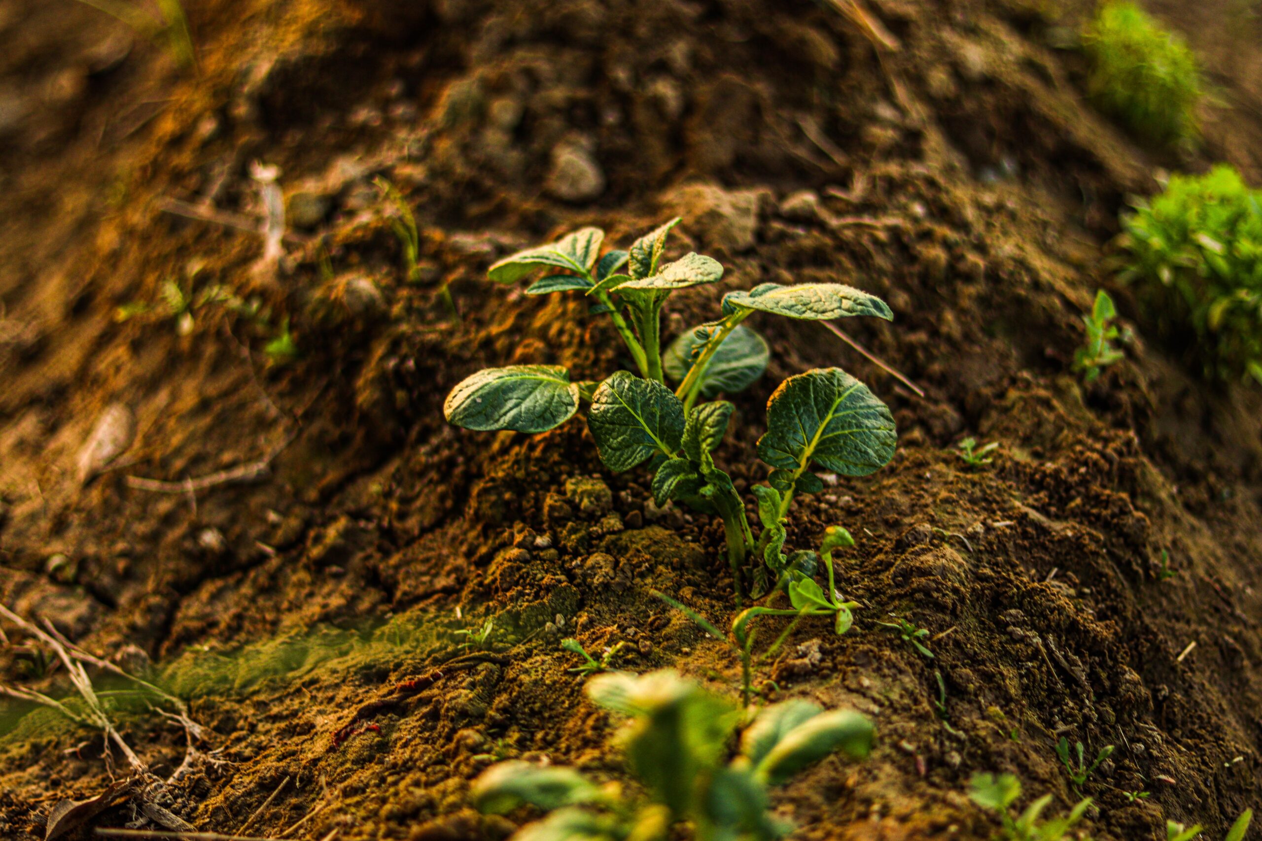 A young plant seedling growing in soil showing the impact of EndoSpore microbial nitrogen fixation | نبتة صغيرة تنمو في التربة توضح تأثير تثبيت النيتروجين الميكروبي من شركة إندوسبور
