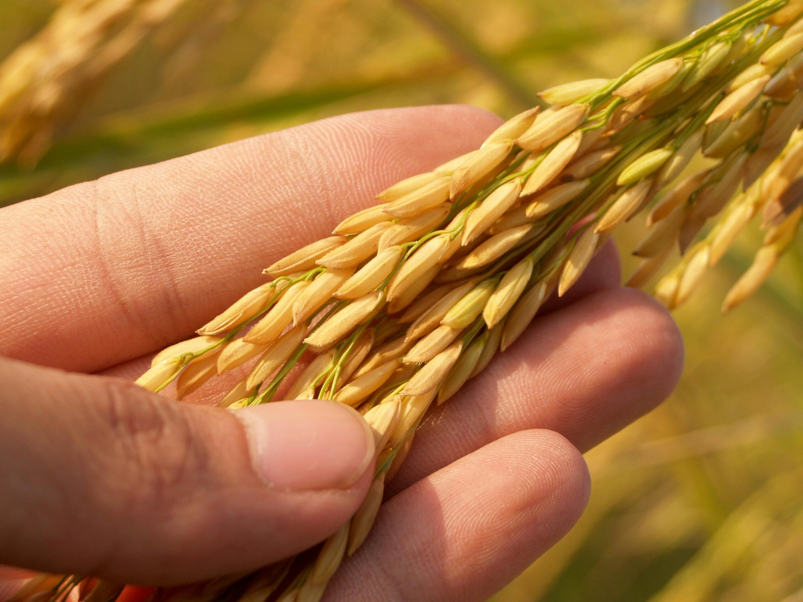Maximizing crop yields and rice grain quality through advanced plant nutrition | زيادة إنتاجية المحاصيل وجودة حبوب الأرز من خلال تغذية النبات المتقدمة