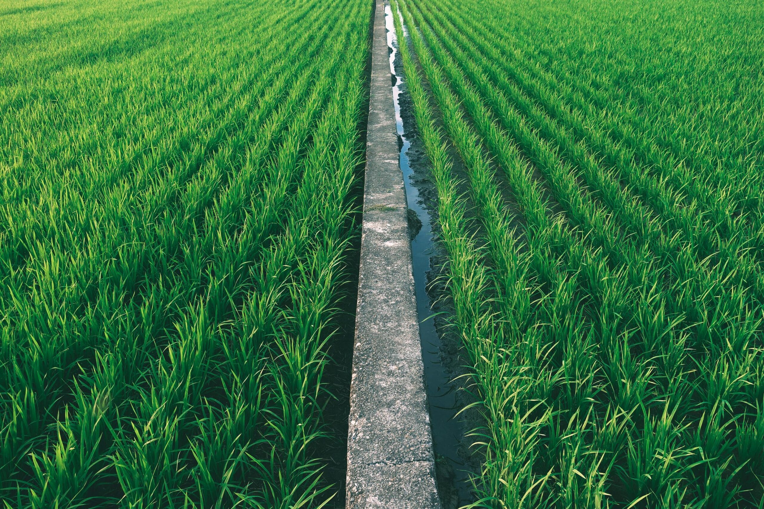 Green rice field showing the impact of EndoSpore biological water conditioners on fertilizer efficiency | حقل أرز أخضر يوضح تأثير محسنات المياه الحيوية من شركة إندوسبور في تعزيز كفاءة الأسمدة