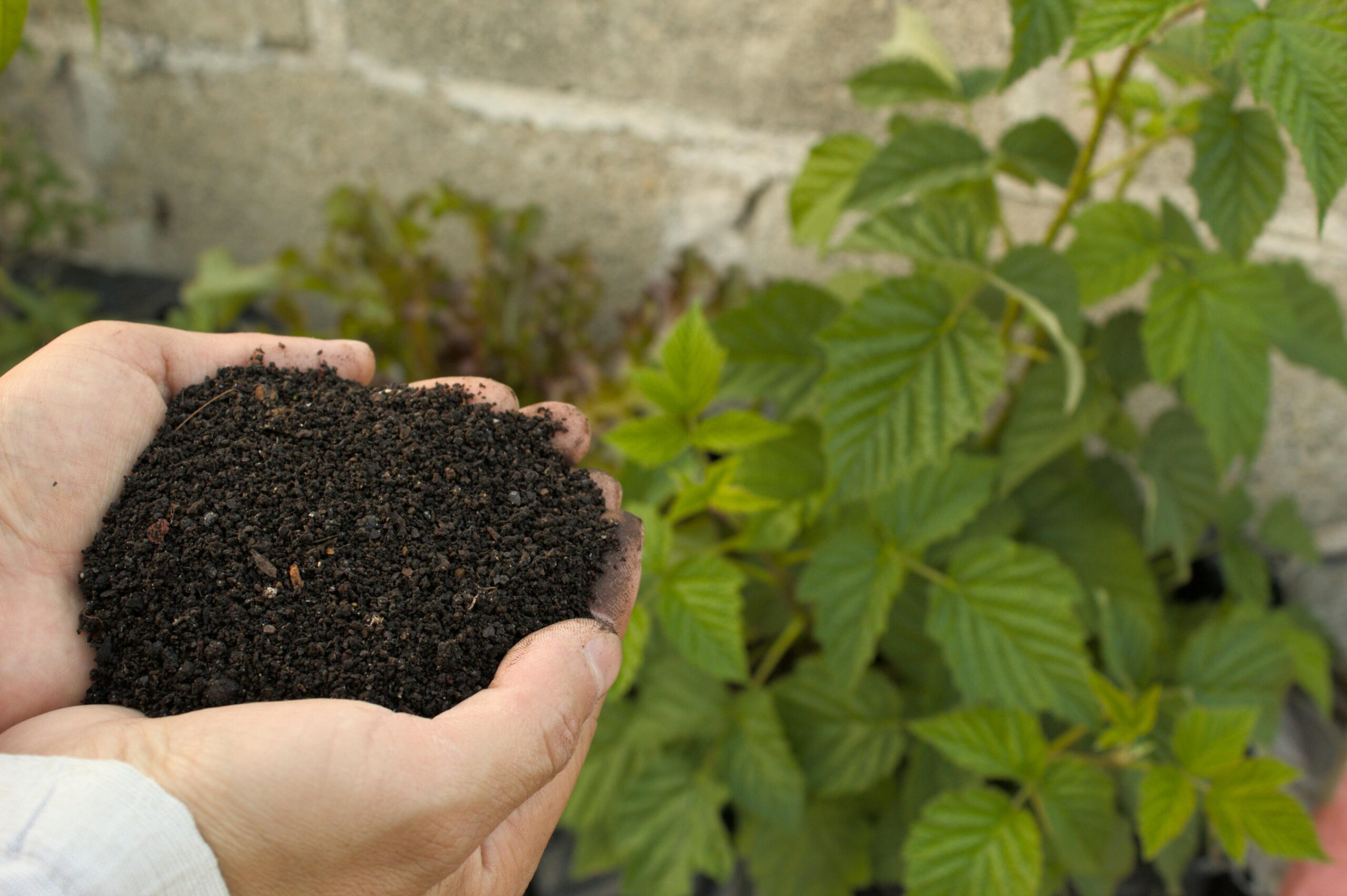 Microbial bio-stimulants improving soil microbiome and plant nutrient efficiency | المحفزات الحيوية الميكروبية تحسن ميكروبيوم التربة وكفاءة امتصاص النبات